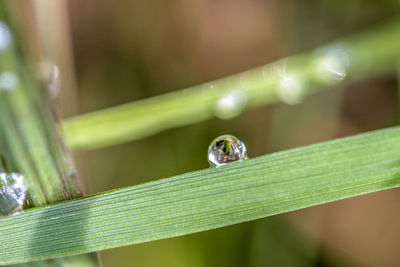 Close-up of raindrops on leaf