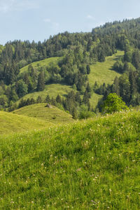 Scenic view of trees on field against sky