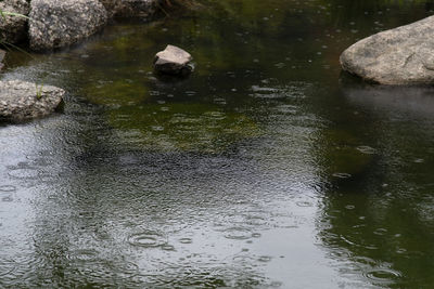 High angle view of duck in lake