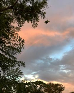 Low angle view of silhouette trees against sky at sunset