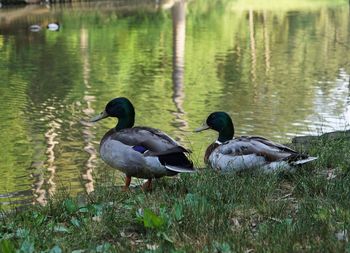 Duck swimming on lake