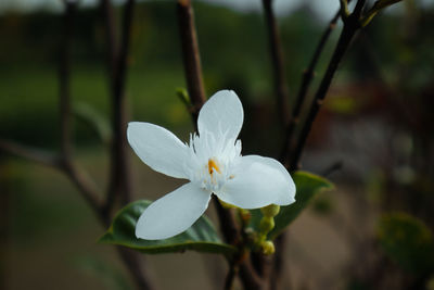 Close-up of white flowering plant