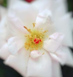 Close-up of hand holding yellow flower