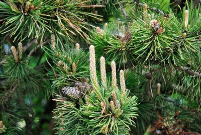 High angle view of pine tree