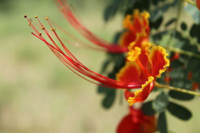 Close-up of red flower