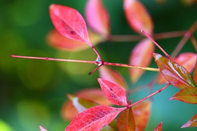 Close-up of red leaves on plant during autumn