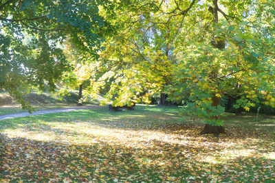 Scenic view of trees on field