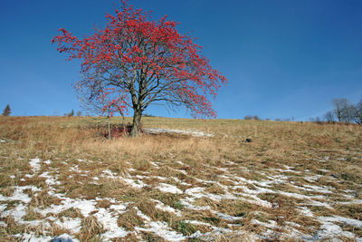 Tree on field against clear sky