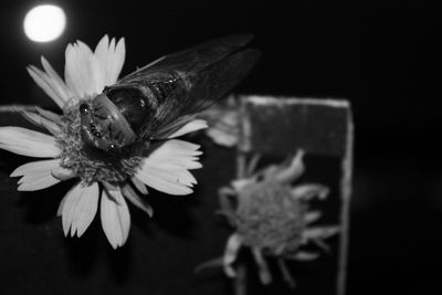 Close-up of honey bee pollinating on flower