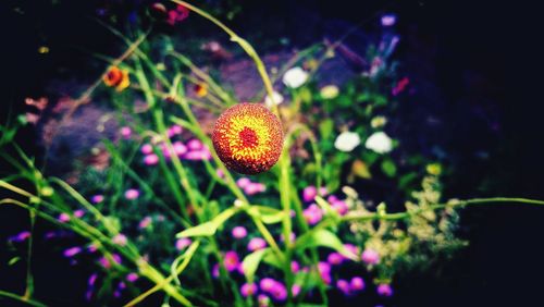 Close-up of flowering plants on field