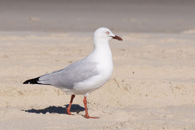 Close-up of seagull