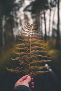 Close-up of hand holding autumn leaf