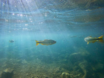 Fish swimming in sea
