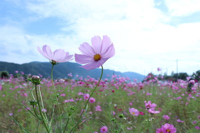 Close-up of purple flowers growing in field