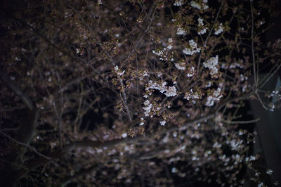 Close-up of white flowers