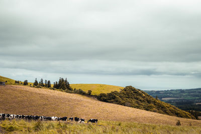 View of sheep on field against sky