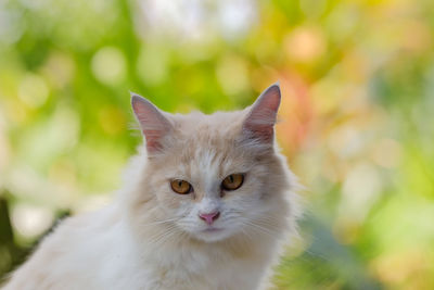 Close-up portrait of white cat outdoors