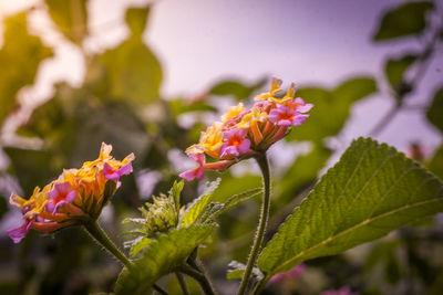 Close-up of pink flowering plant