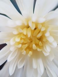 Close-up of white flower blooming outdoors