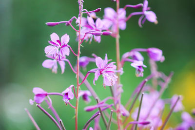 Close-up of pink flowering plant