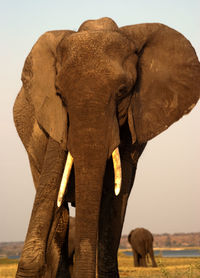 Elephant standing on landscape