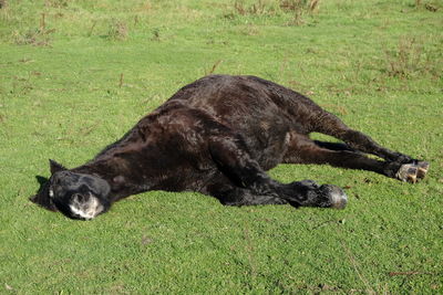 Black dog lying on field