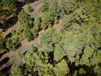 High angle view of trees