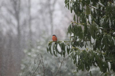 Bird perching on snow covered tree