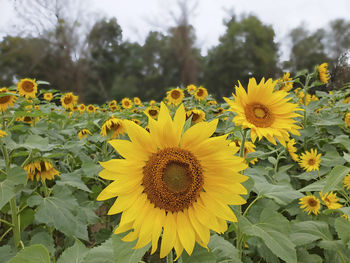 Close-up of yellow flowering plant
