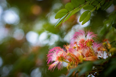 Close-up of pink flowering plant