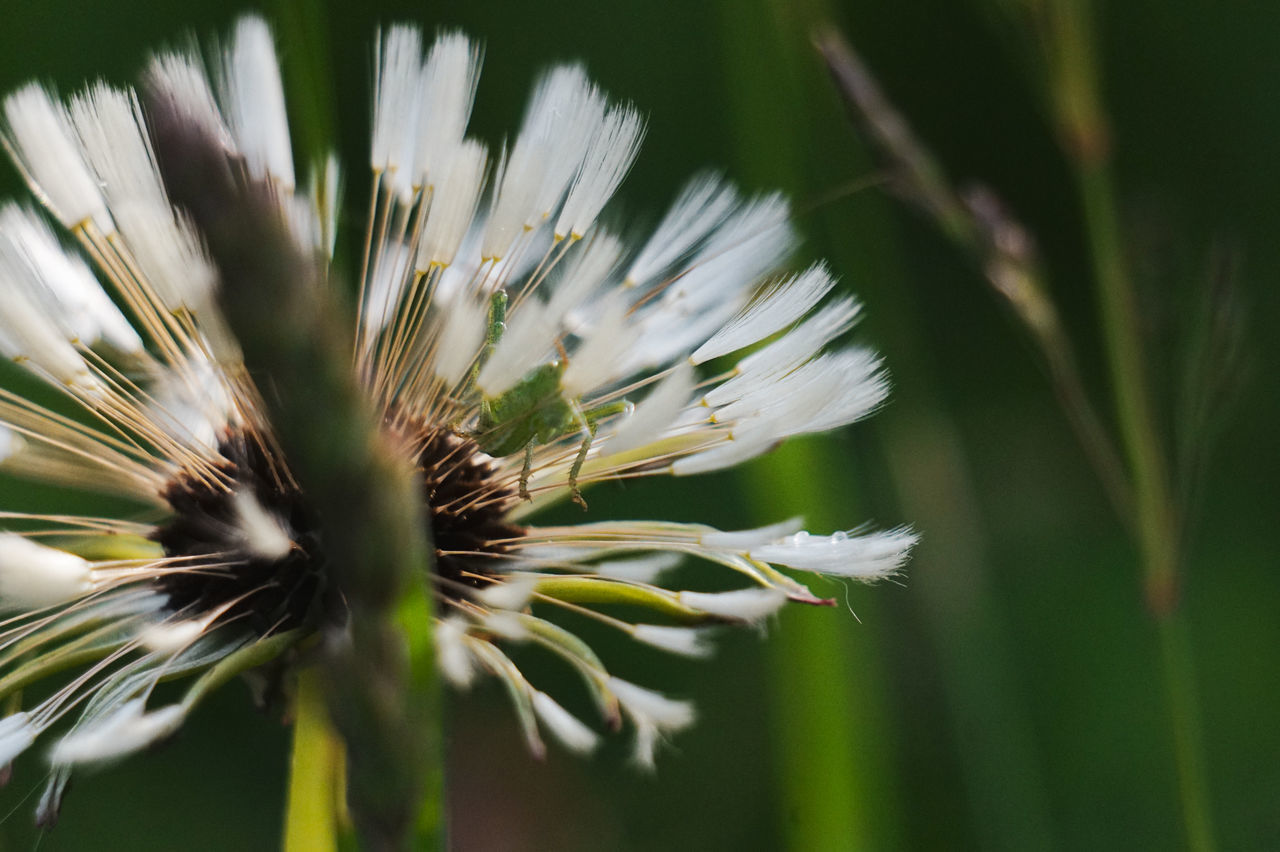 CLOSE-UP OF WHITE FLOWERING PLANT