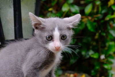 Close-up portrait of a cat