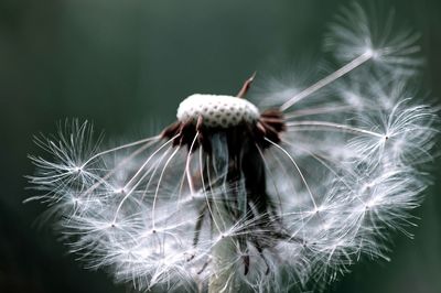 Close-up of dandelion on plant