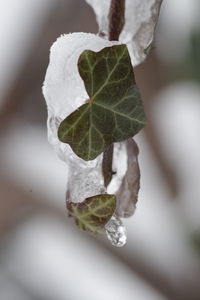 Close-up of frozen plant during winter