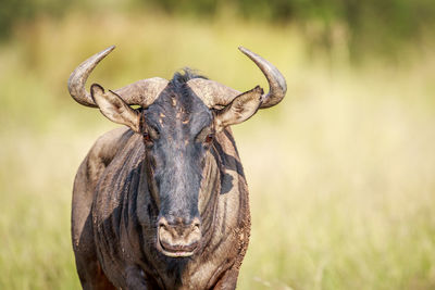 Portrait of blue wildebeest standing on grassy field