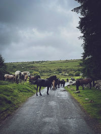 Horses on road amidst field against sky