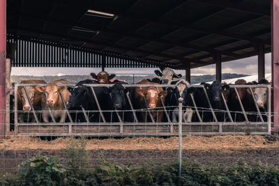 View of cows in stable