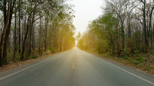 Empty road along trees