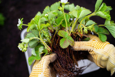 Close-up of hand holding plant