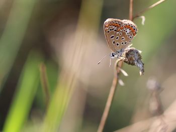 Close-up of butterfly on flower