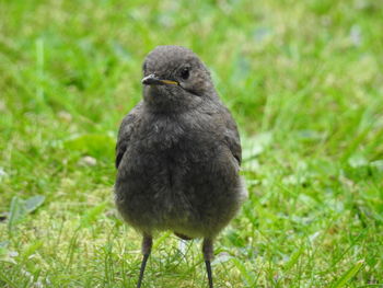 Close-up of bird perching on grass