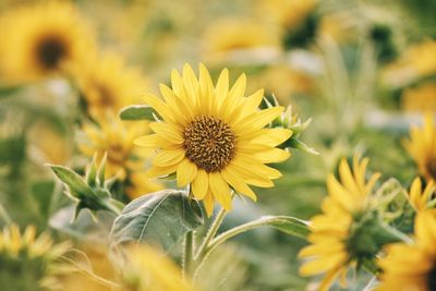 Close-up of yellow flowers blooming on field