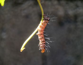 Close-up of wilted plant