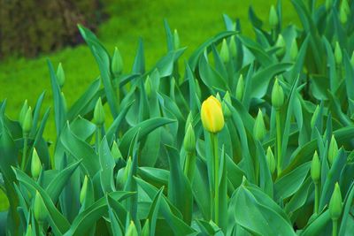 Close-up of yellow flowering plant on field