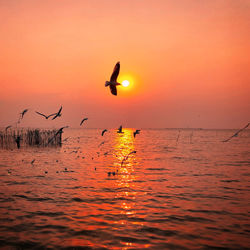 Silhouette birds flying over sea against orange sky