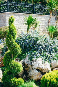 High angle view of plants growing in garden