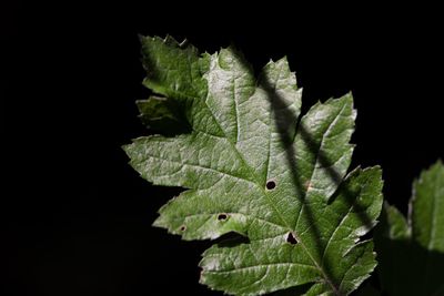 Close-up of green leaf against black background