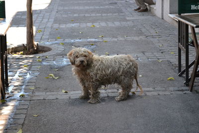 Stray dog on de sidewalk 