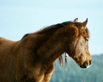 Close-up of horse standing on field