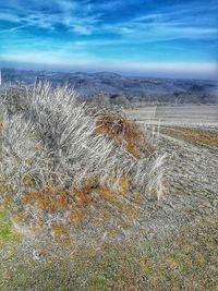 Scenic view of field against sky